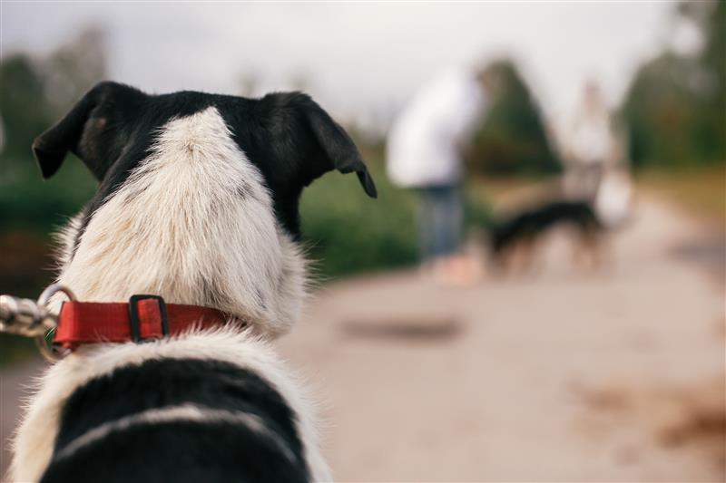 SPCA calls for urgent dog law reform in open letter to Parliament 