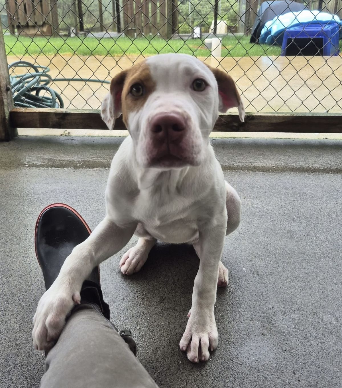 Gallery image: Brandy