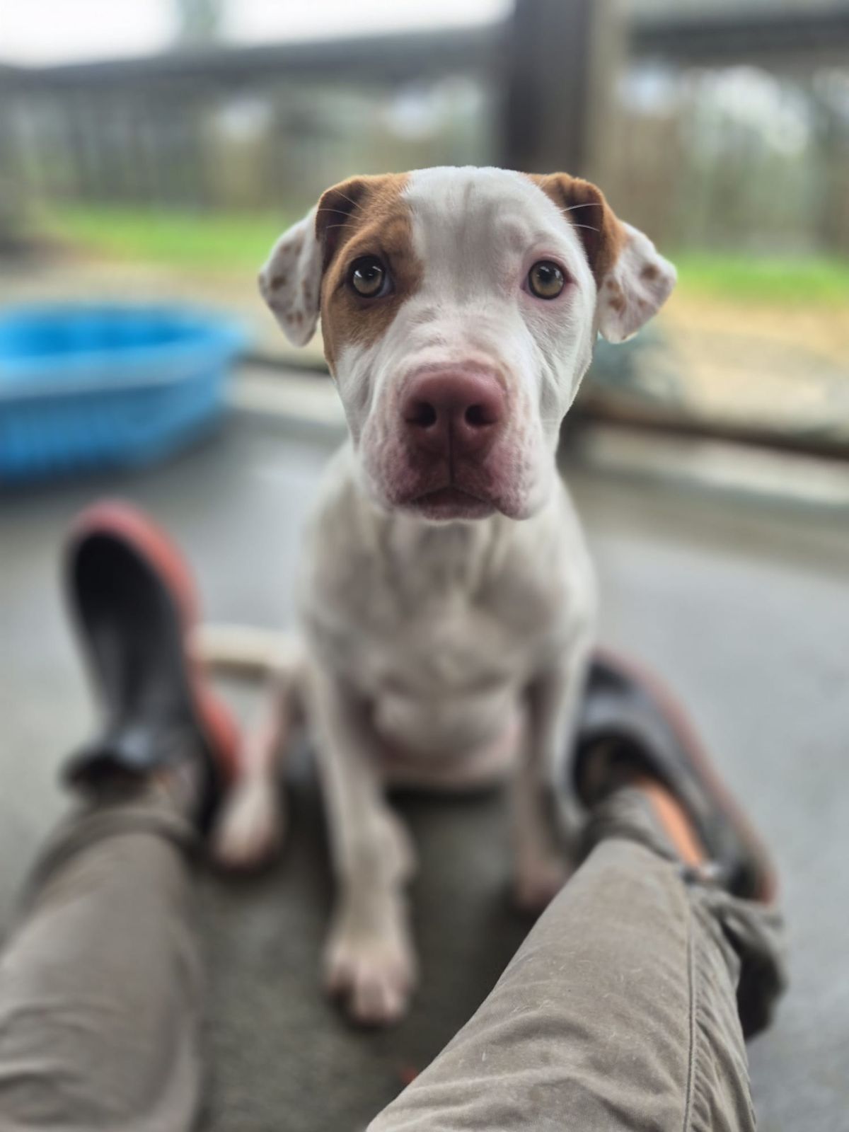 Gallery image: Brandy