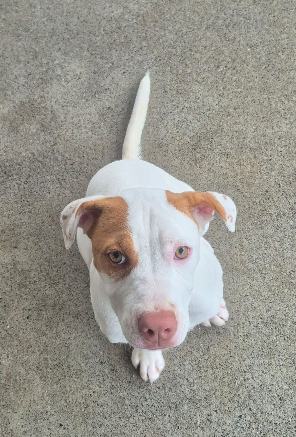 Gallery image: Brandy