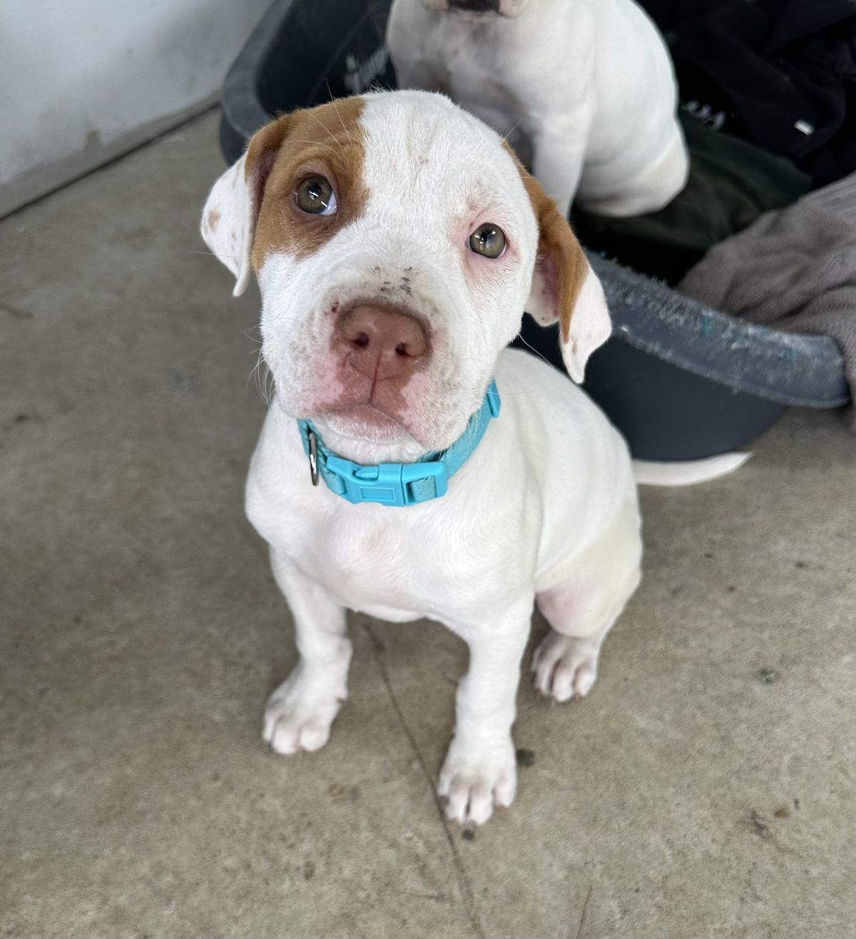 Gallery image: Brandy