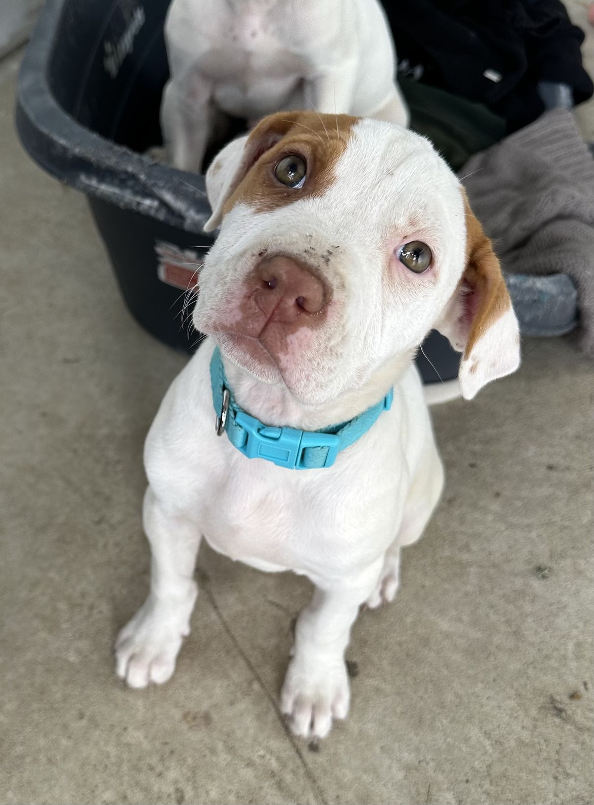 Gallery image: Brandy