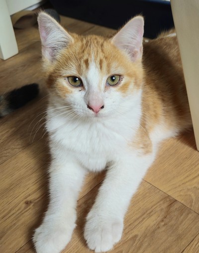 Rodger  - Domestic Short Hair