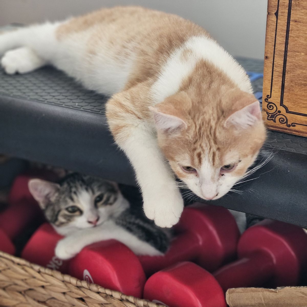 Gallery image: Rodger 