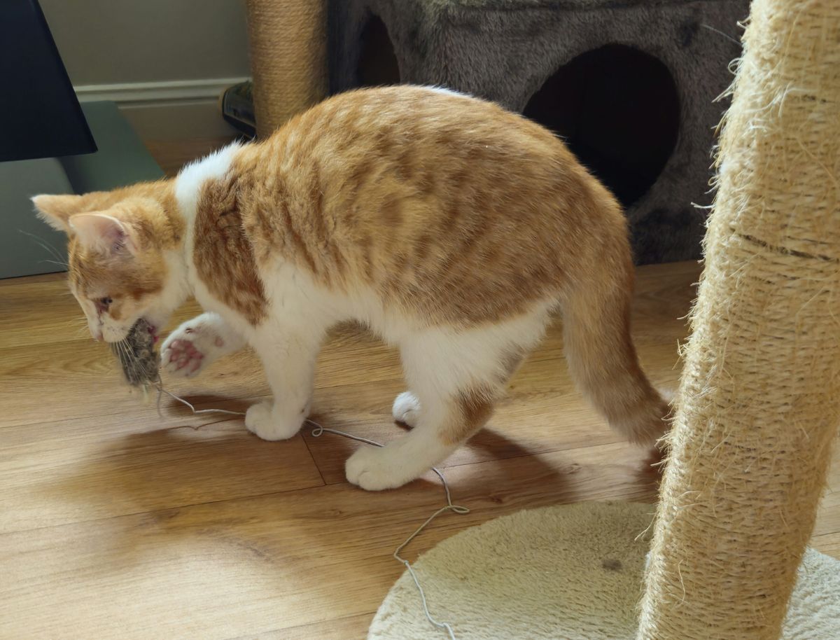 Gallery image: Rodger 