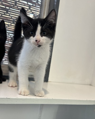 Thomas - Domestic Short Hair