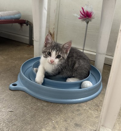 Tucker - Domestic Short Hair