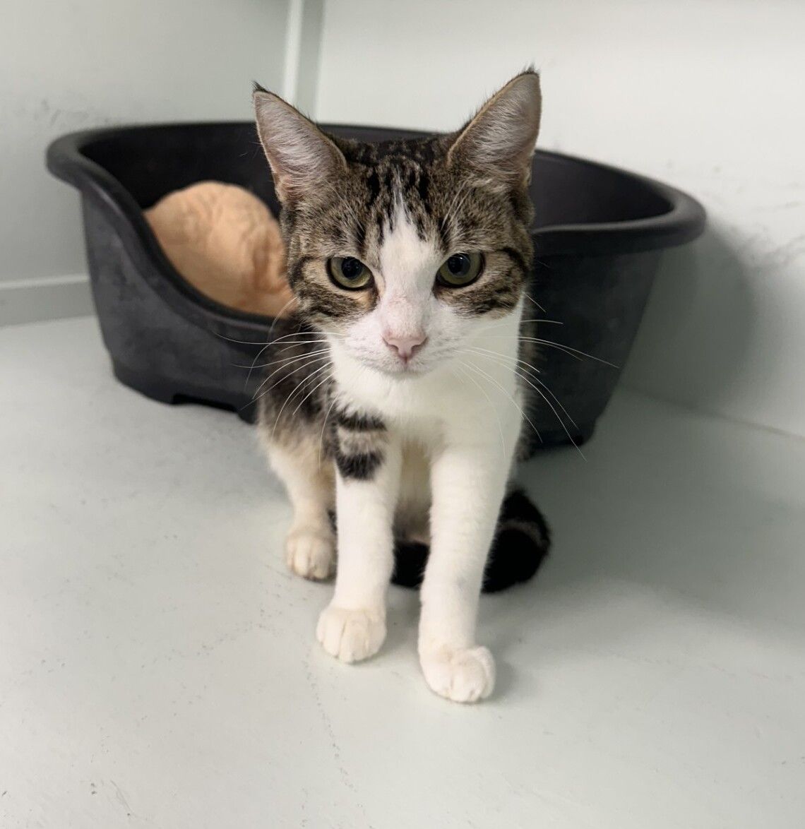 Gallery image: Tabitha