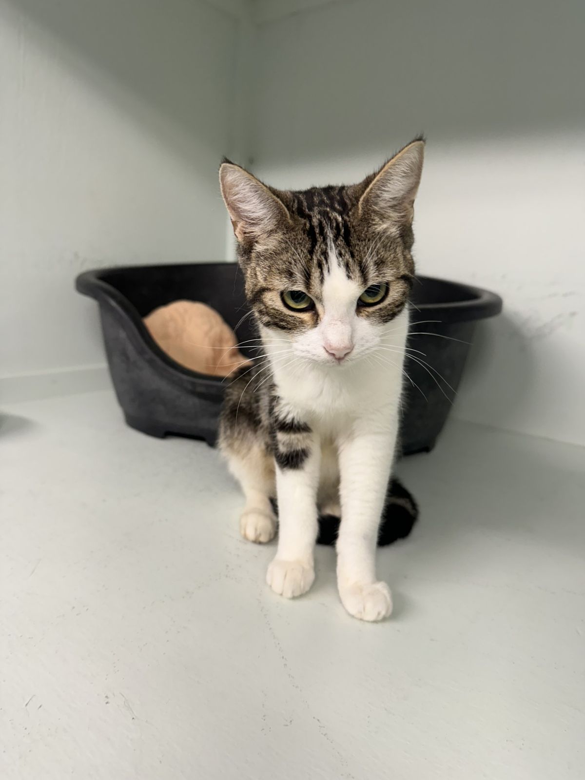 Gallery image: Tabitha