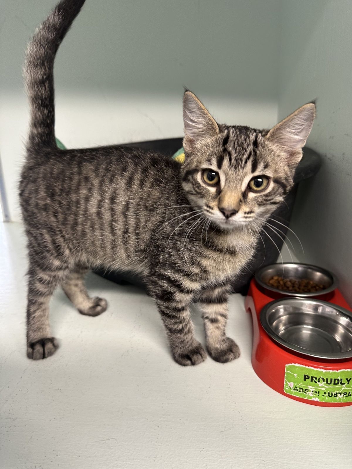 Gallery image: Tuppence