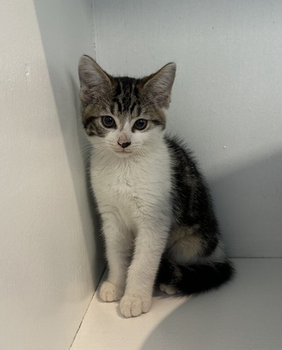 Timmy - Domestic Short Hair