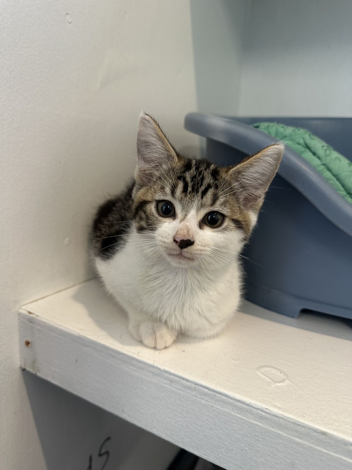 Gallery image: Timmy