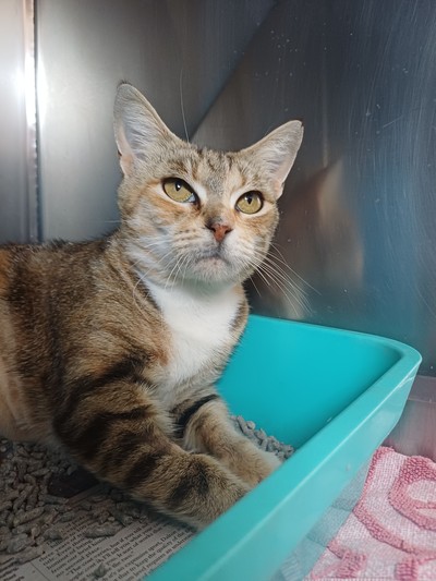 Cassie - Domestic Short Hair