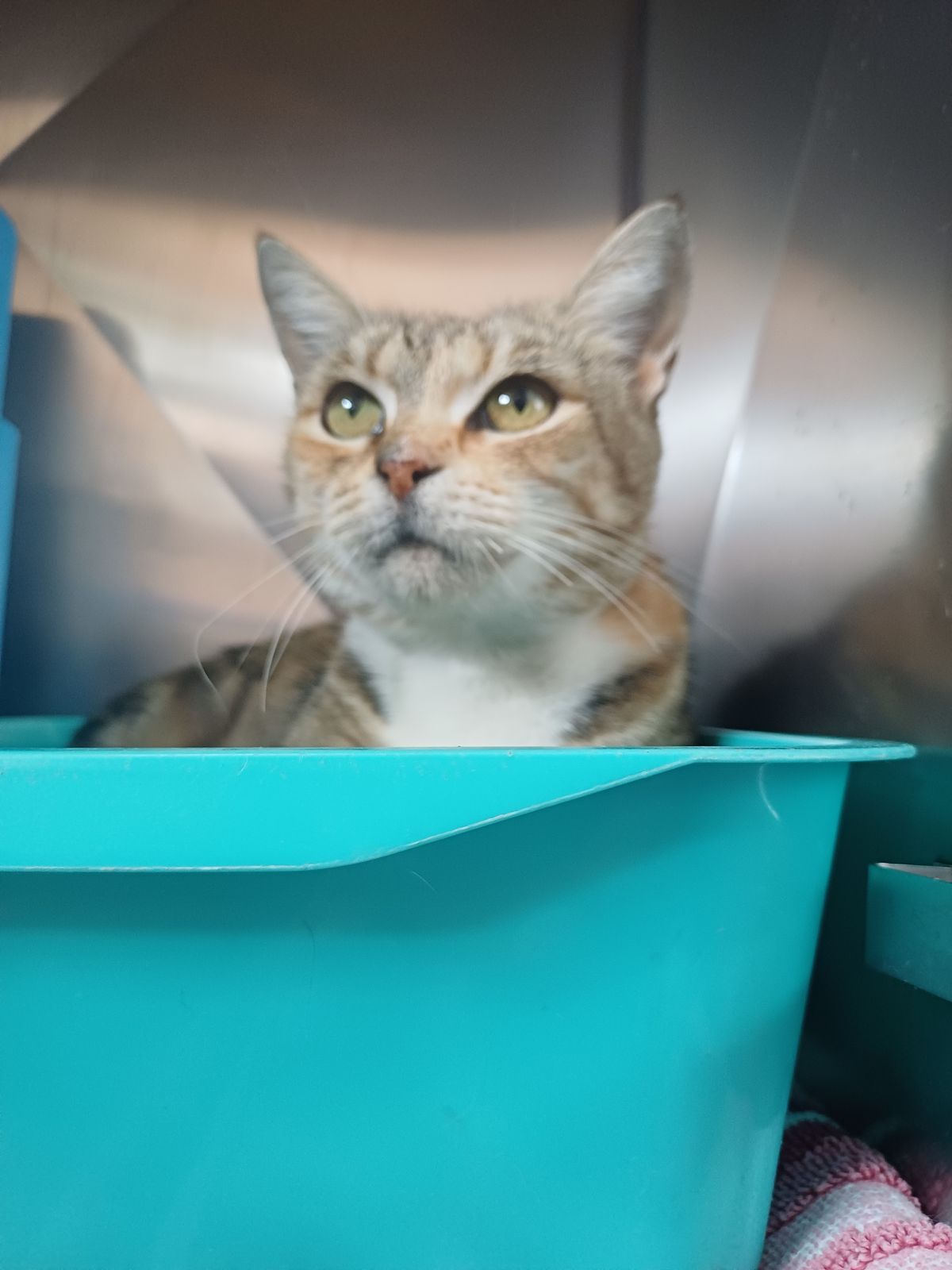 Gallery image: Cassie