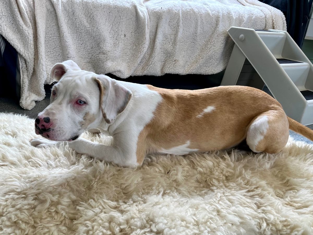 Gallery image: Albie