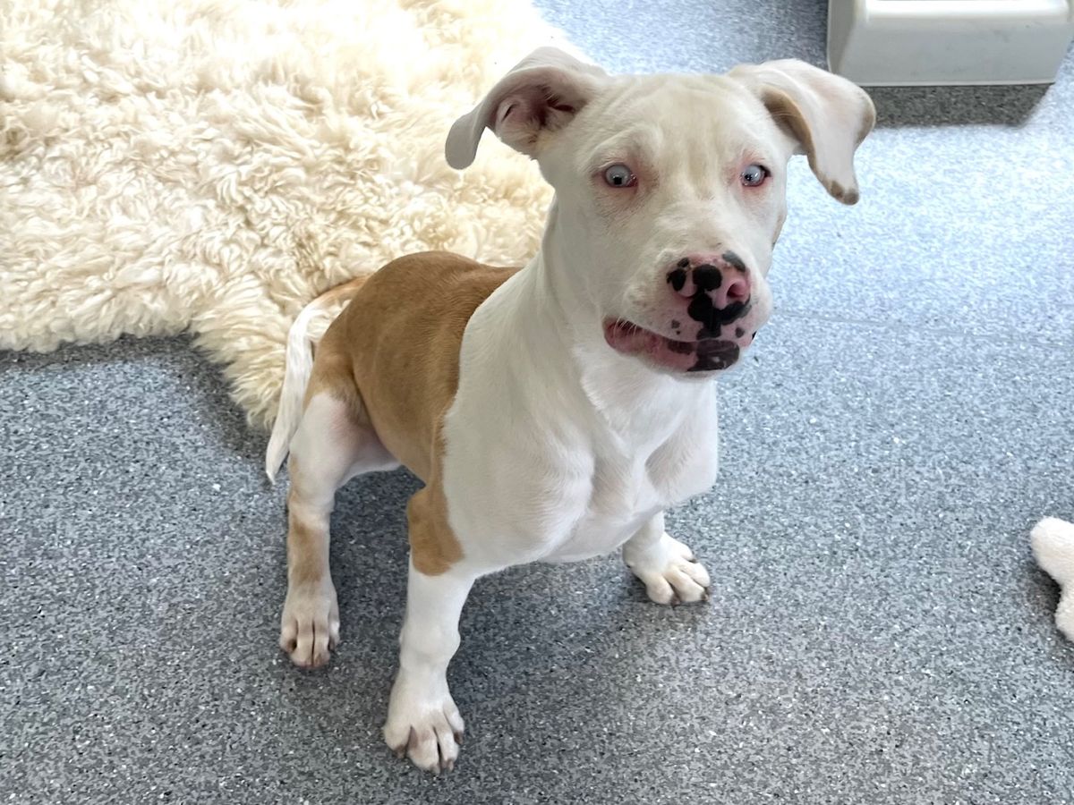 Gallery image: Albie