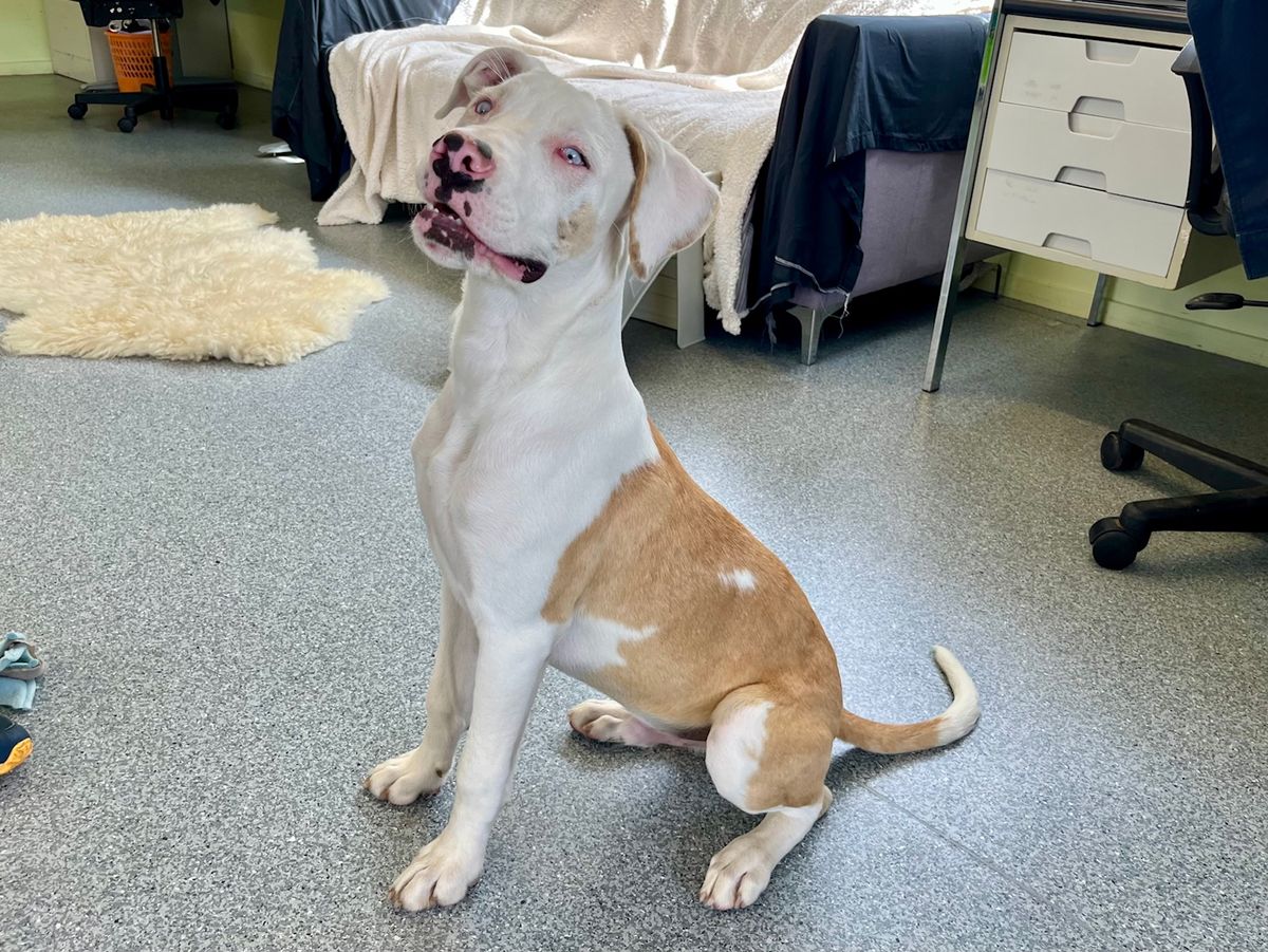 Gallery image: Albie