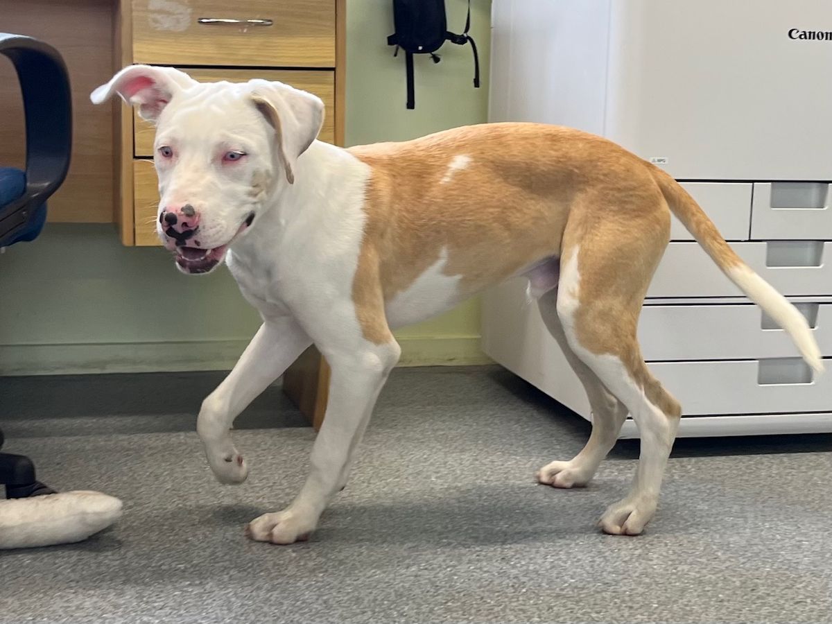 Gallery image: Albie