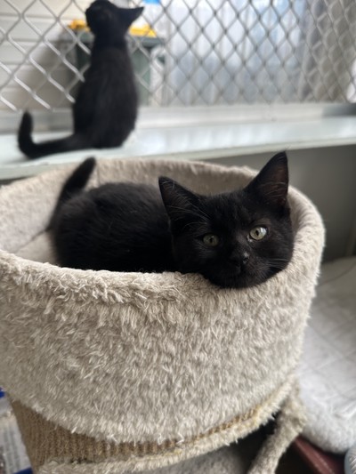 Tia - Domestic Short Hair