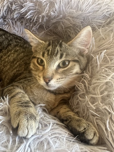 Yoyo - Domestic Short Hair