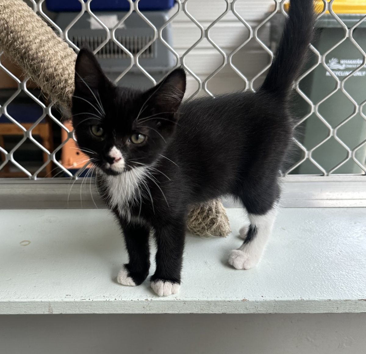 Gallery image: Tobias