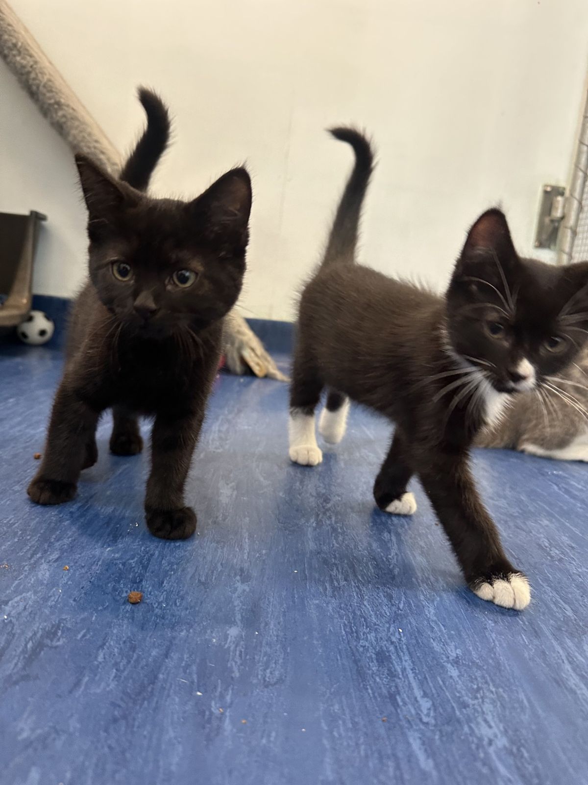 Gallery image: Tobias