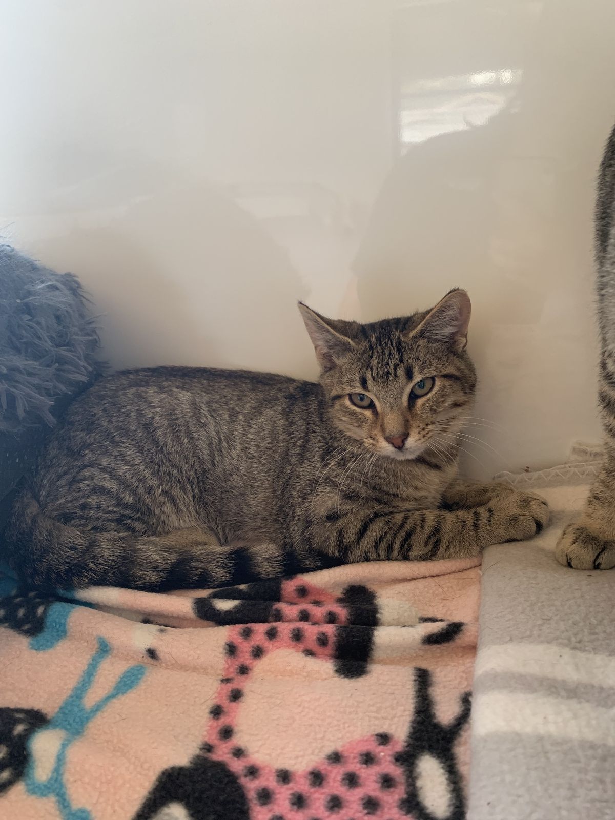 Gallery image: Yipyip