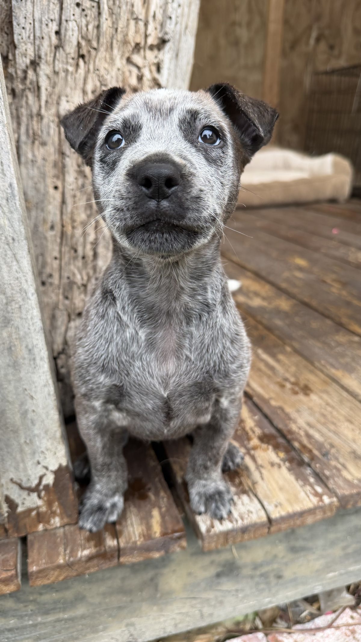 Gallery image: Betty - Lou