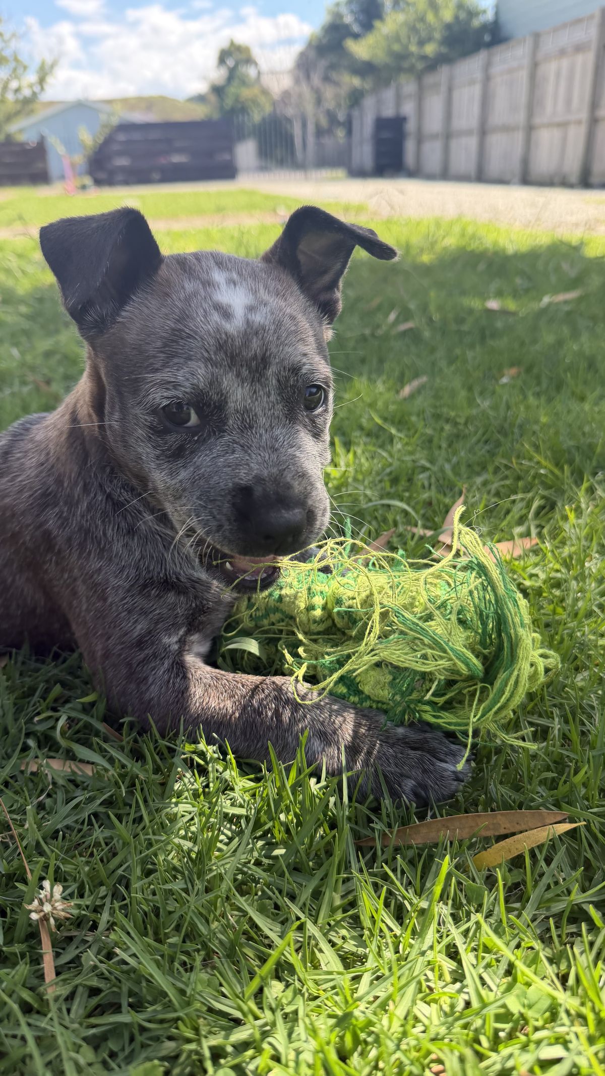 Gallery image: Betty - Lou