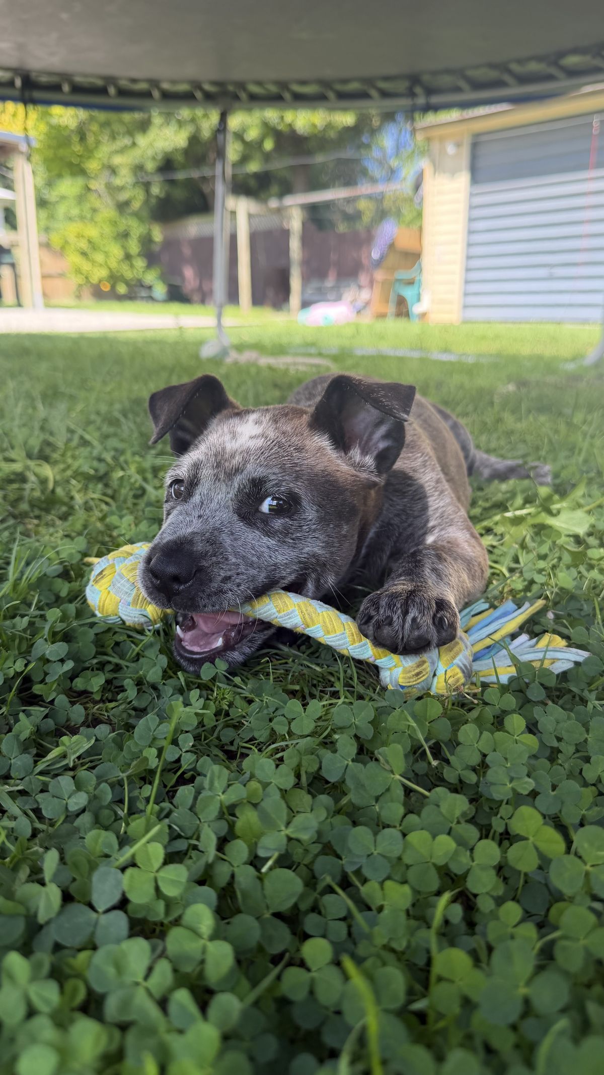 Gallery image: Betty - Lou