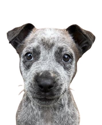 Gallery image: Betty - Lou