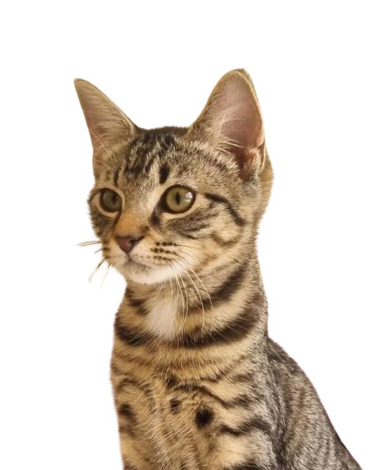 Gallery image: Miley