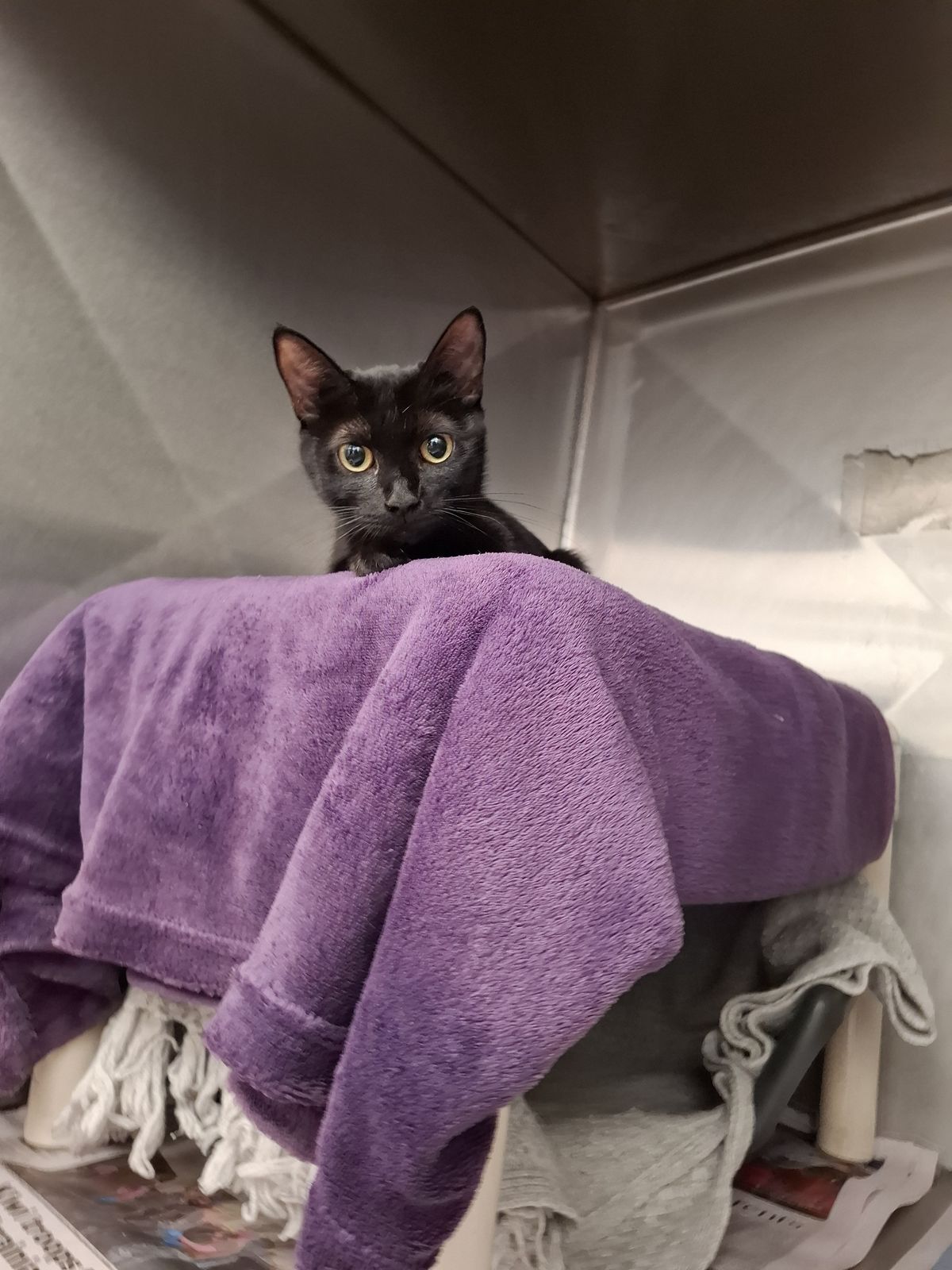 Gallery image: Bella