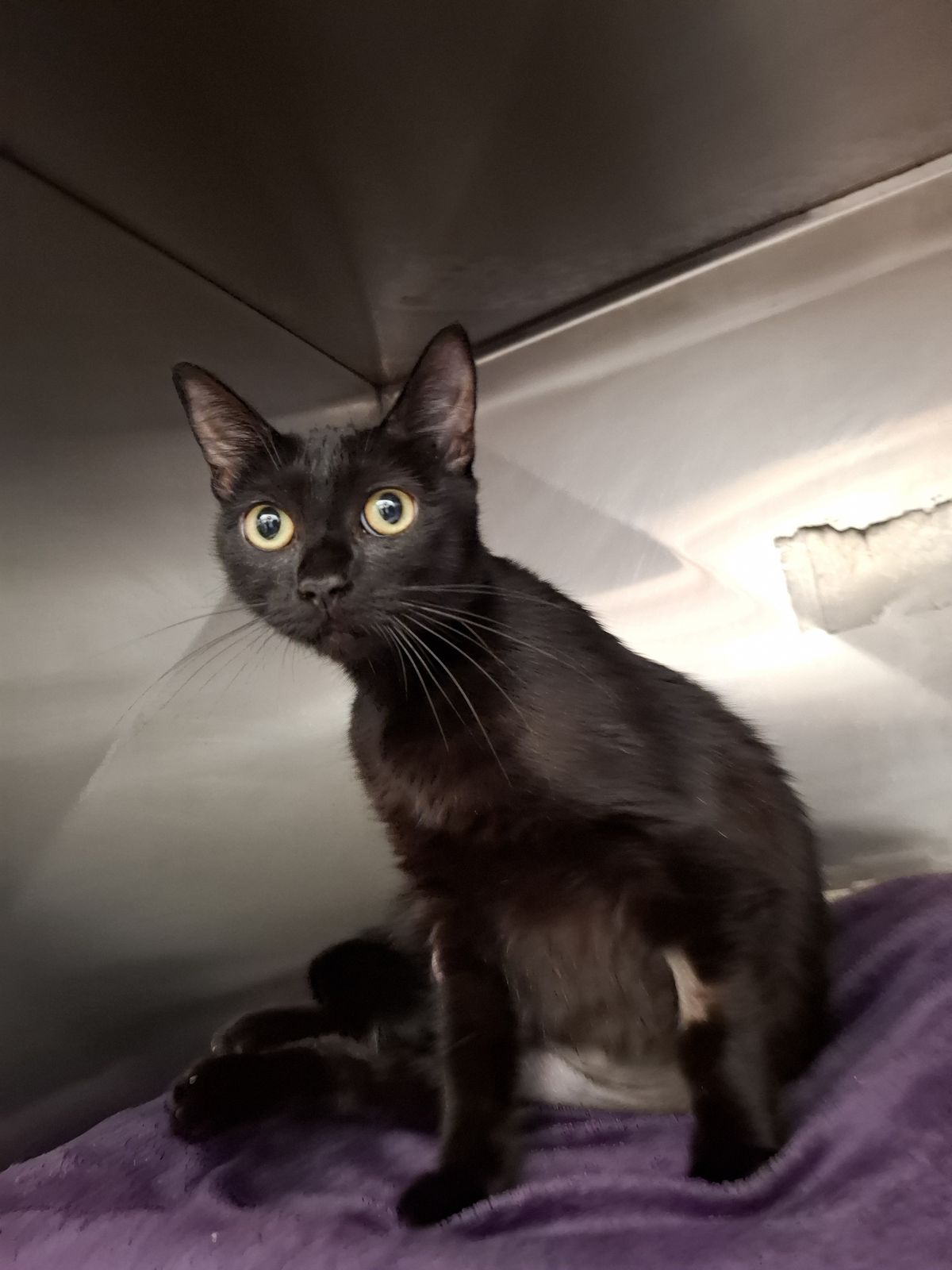 Gallery image: Bella