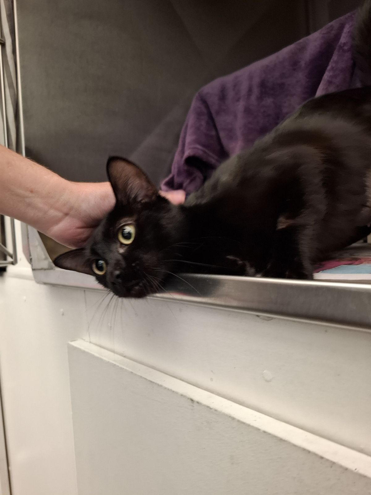 Gallery image: Bella