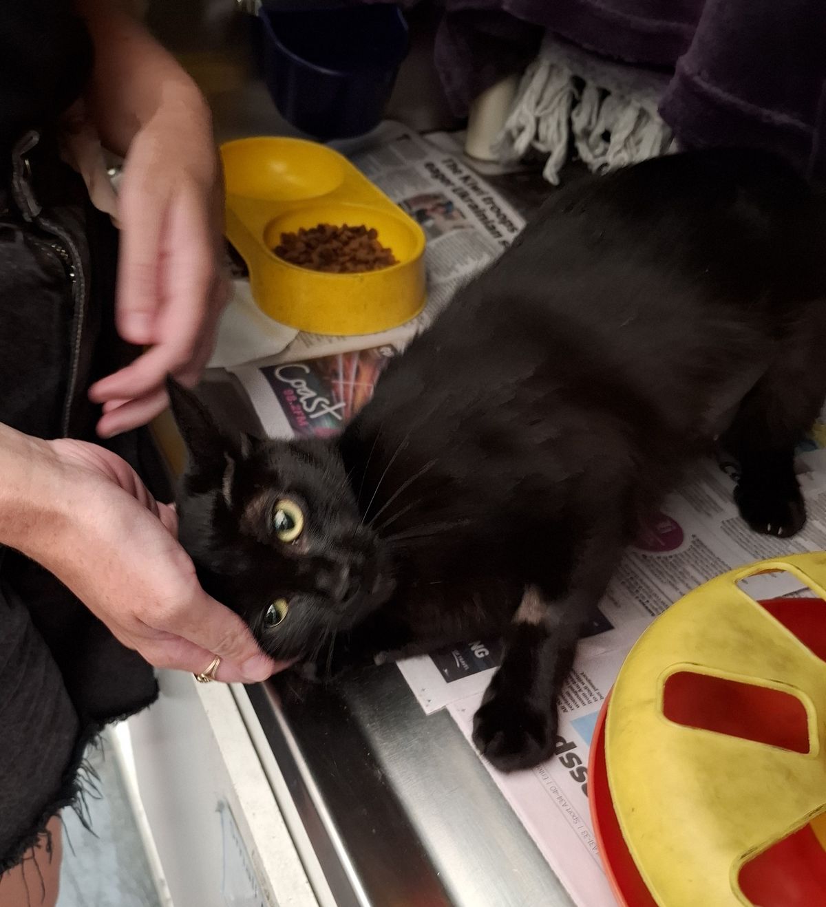 Gallery image: Bella