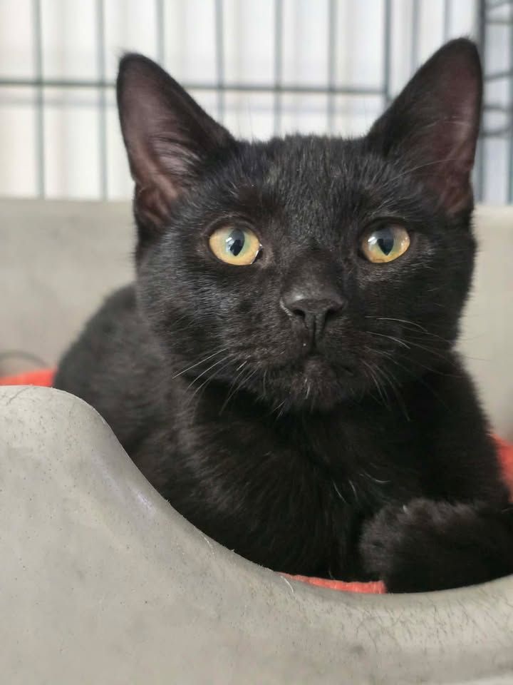 Gallery image: Cookie