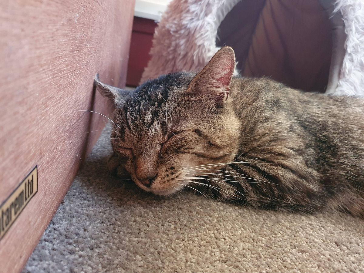 Gallery image: Hagrid