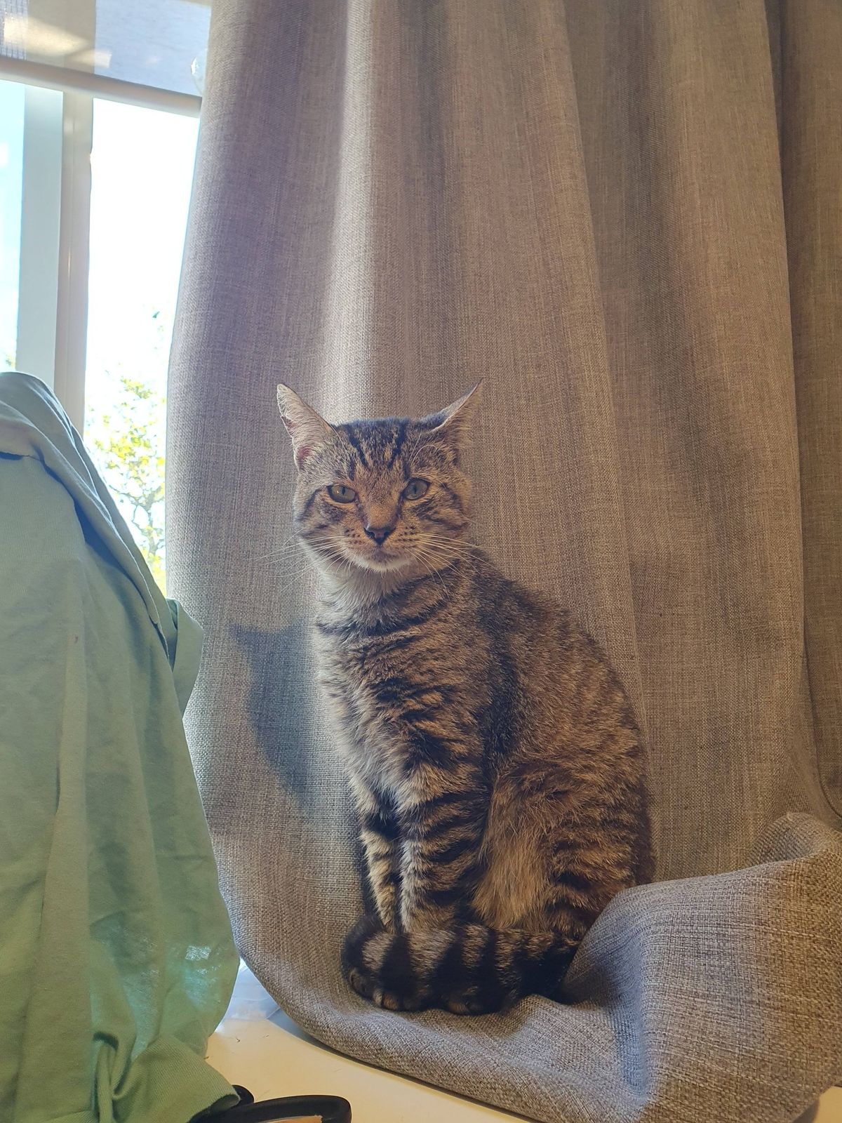 Gallery image: Hagrid