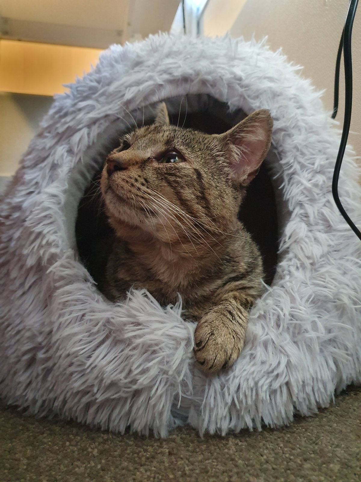 Gallery image: Hagrid