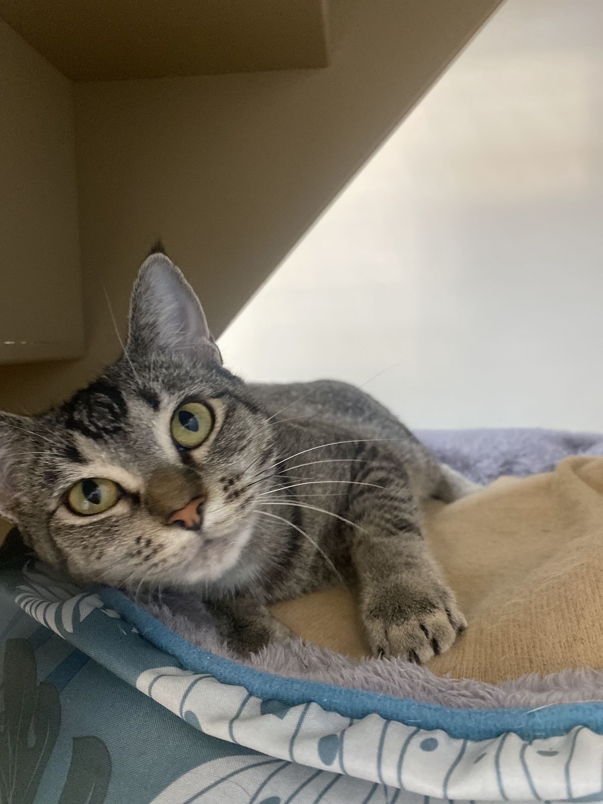 Gallery image: Marissa