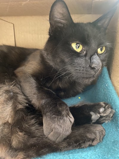 Neytiri - Domestic Short Hair