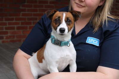 Amy - Jack Russell Terrier