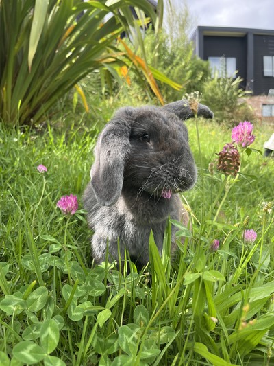 Manny - Flemish Giant