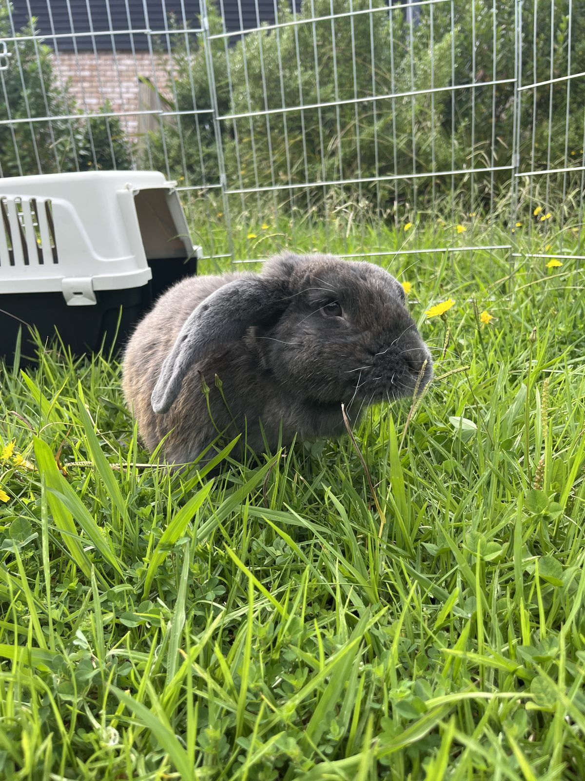 Gallery image: Manny