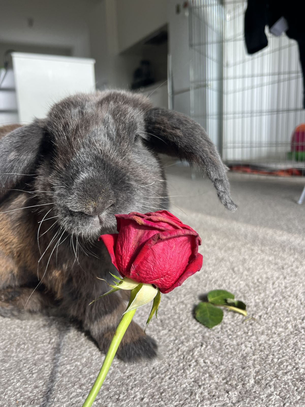 Gallery image: Manny