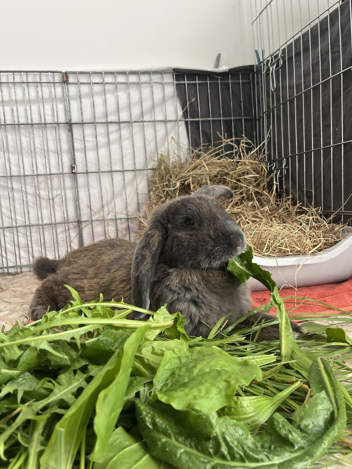 Gallery image: Manny