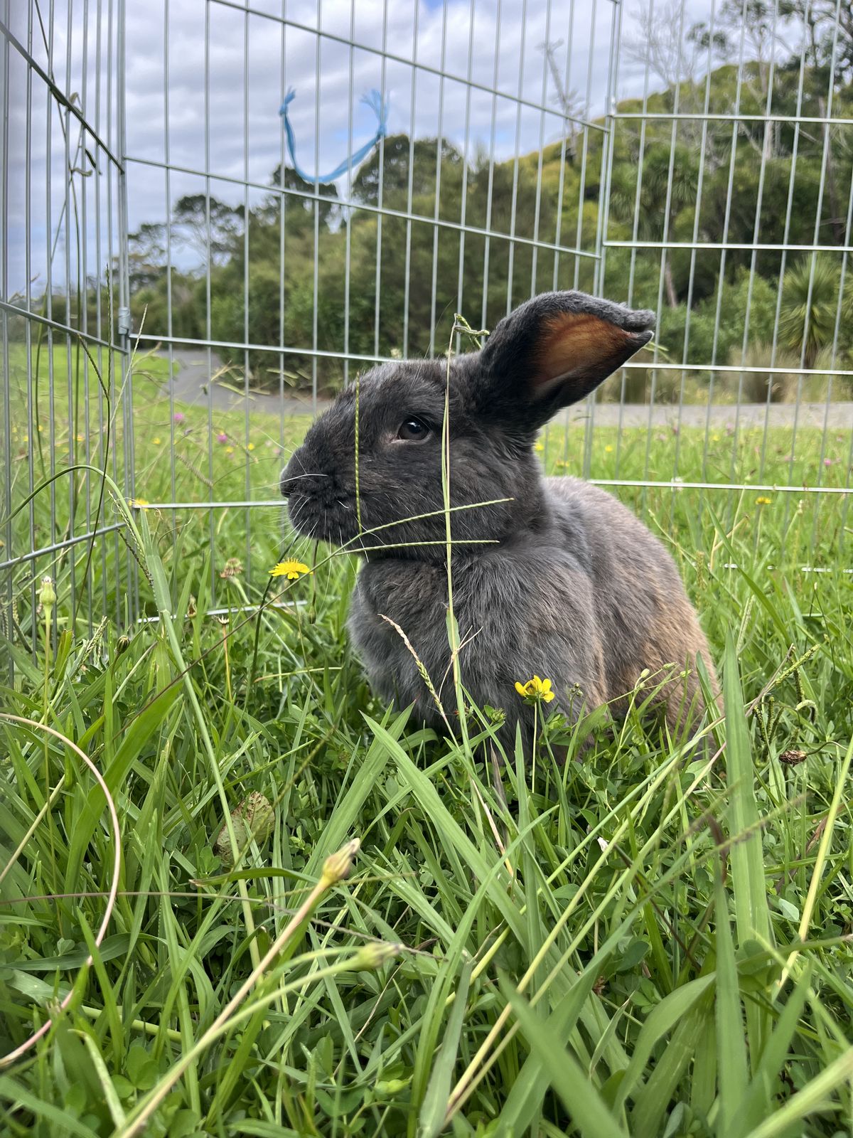 Gallery image: Manny