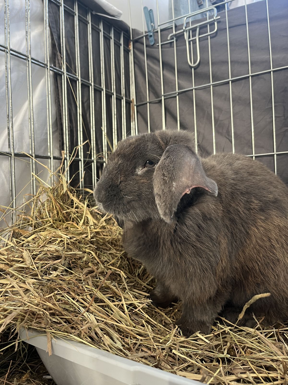 Gallery image: Manny