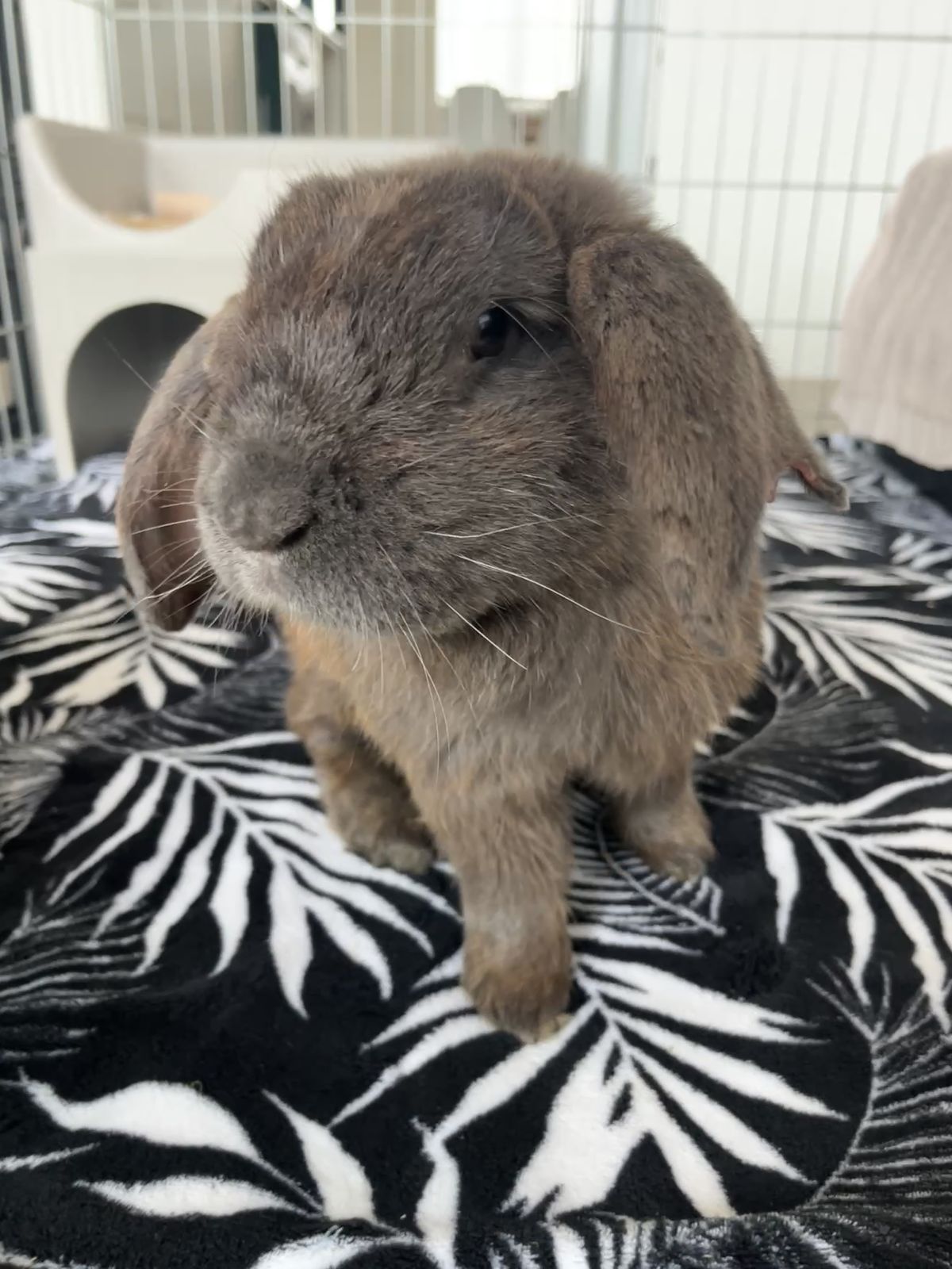 Gallery image: Manny